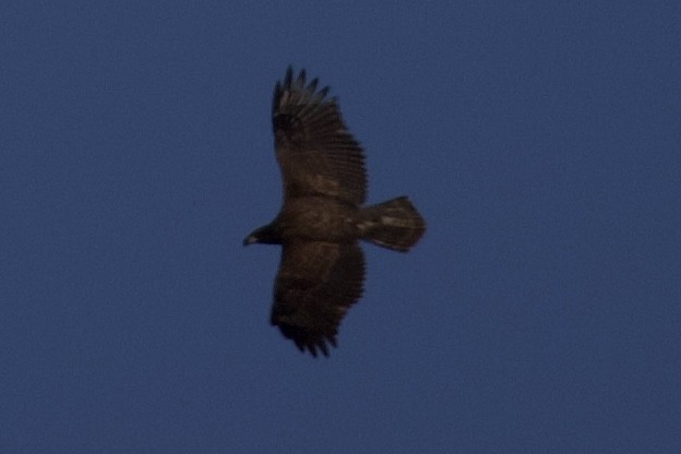 Bald Eagle - ML644270433