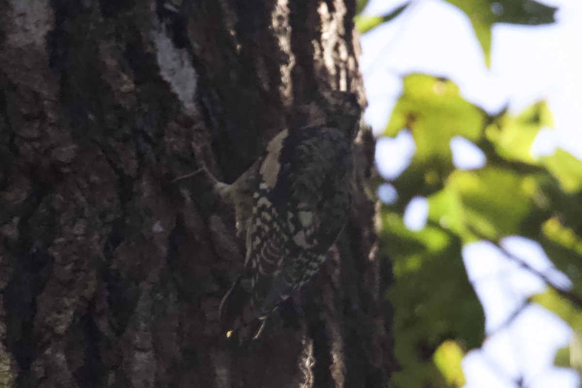 Yellow-bellied Sapsucker - ML644270444