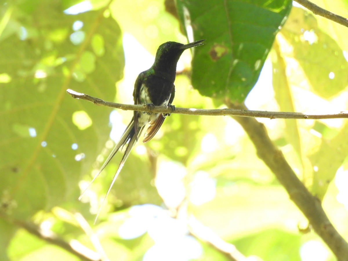 Black-bellied Thorntail - ML644270445