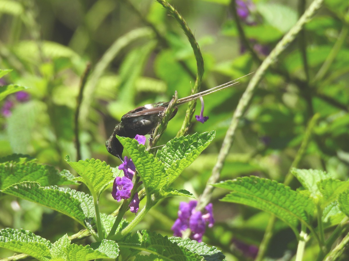 Black-bellied Thorntail - ML644270446