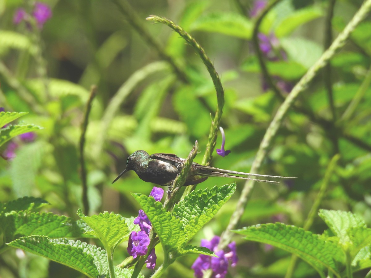 Black-bellied Thorntail - ML644270447