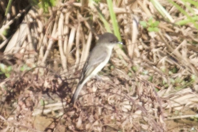 Eastern Phoebe - ML644270450