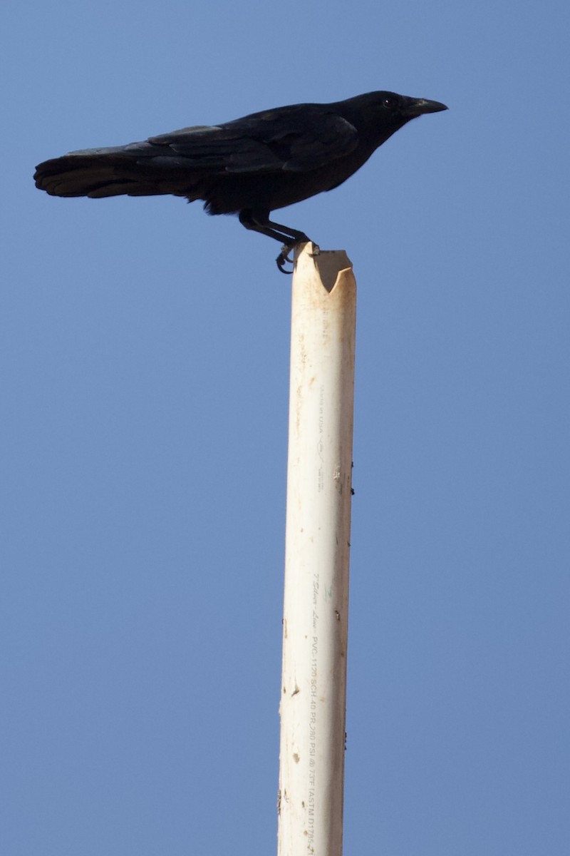Fish Crow - ML644270452