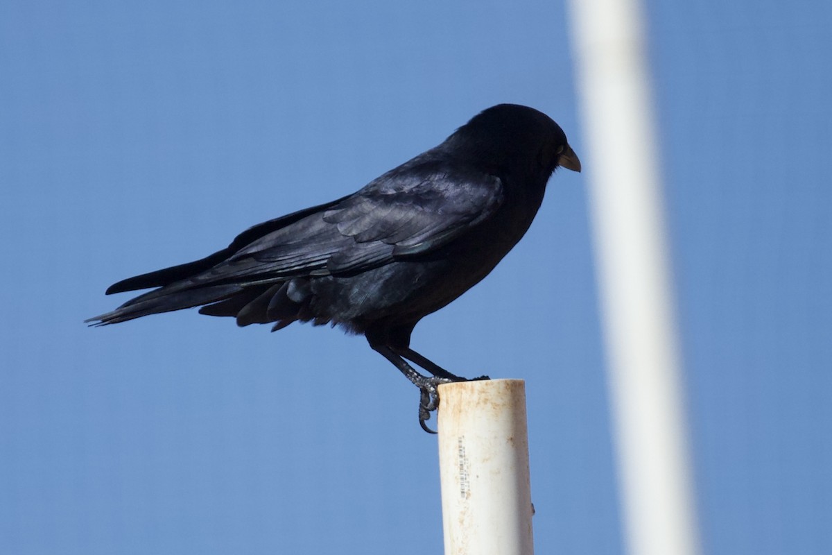 Fish Crow - ML644270453