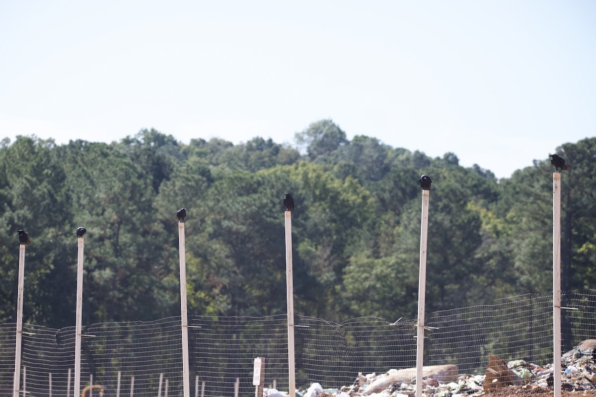 Fish Crow - ML644270454