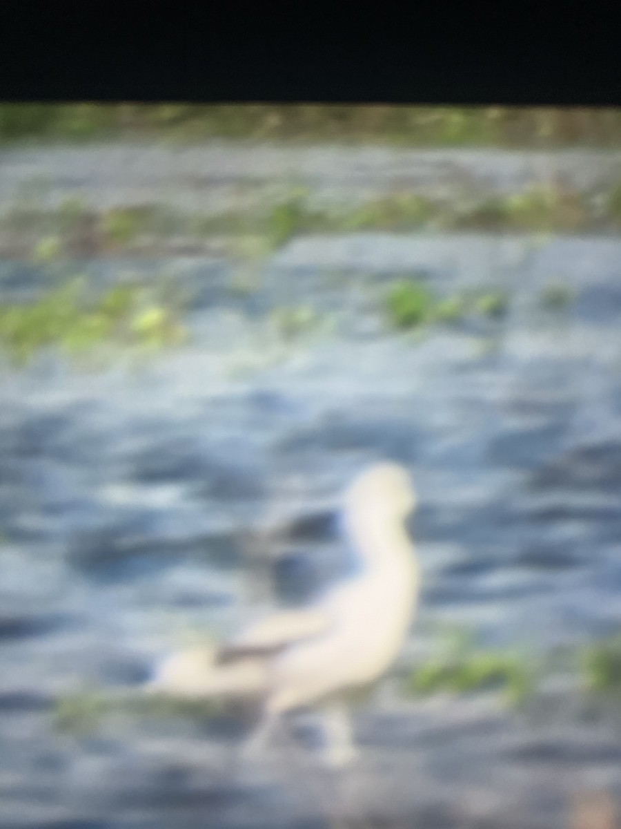 American Avocet - ML644270455