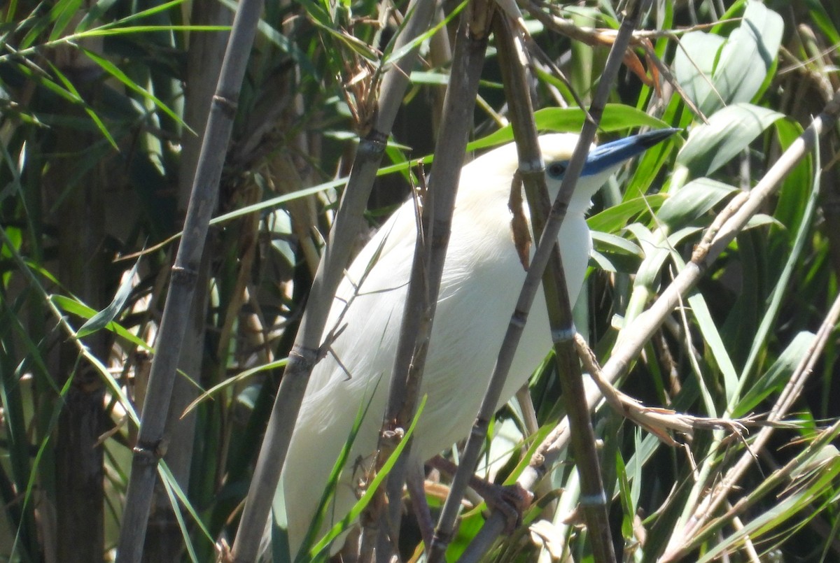 Malagasy Pond-Heron - ML644270456