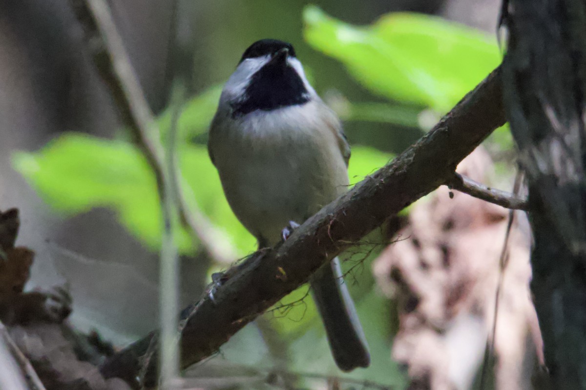 Carolina Chickadee - ML644270459