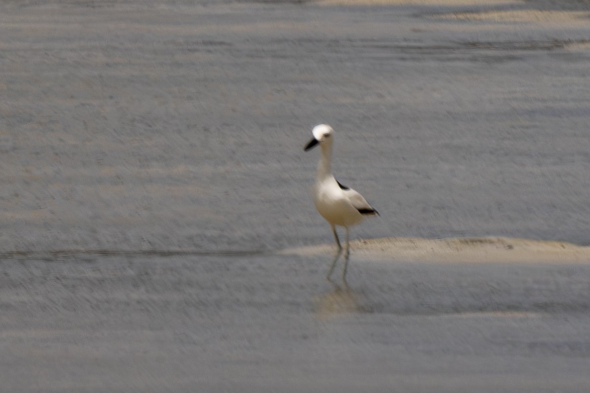 Crab-Plover - ML644270460