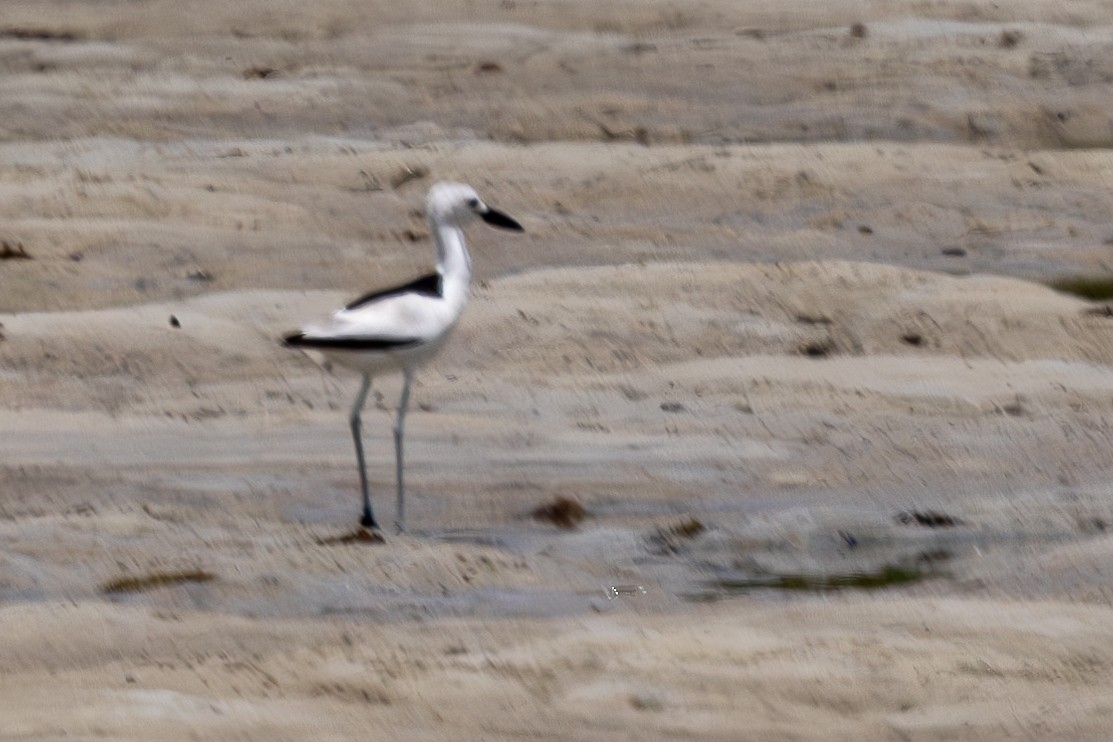 Crab-Plover - ML644270461