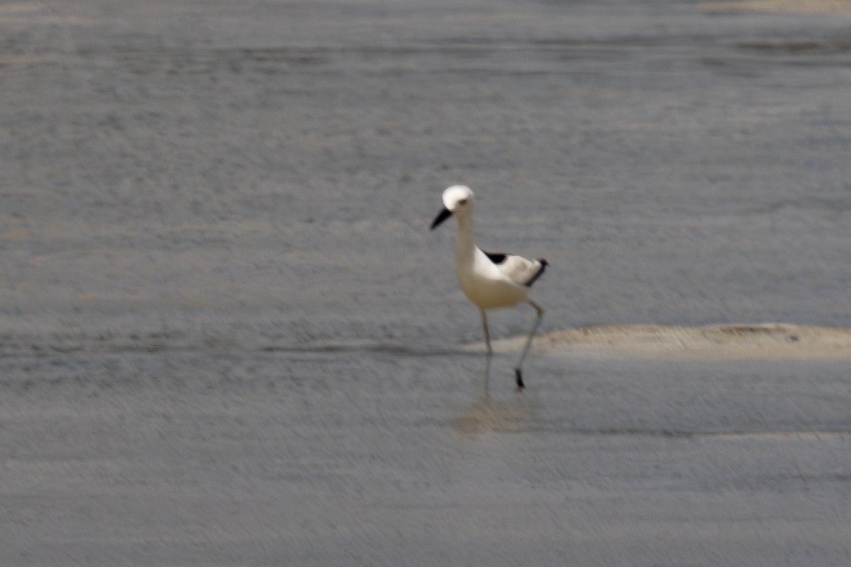 Crab-Plover - ML644270462