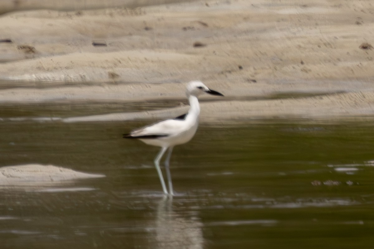 Crab-Plover - ML644270463