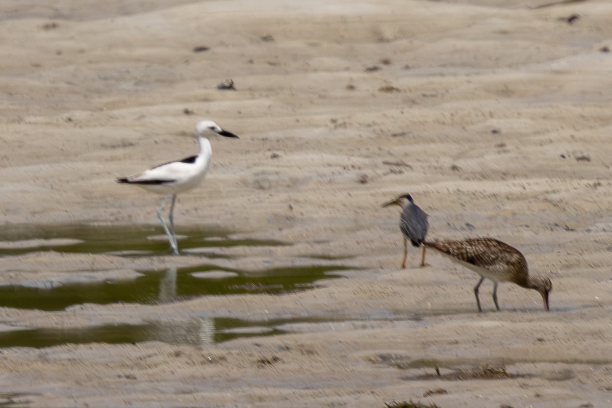 Crab-Plover - ML644270464