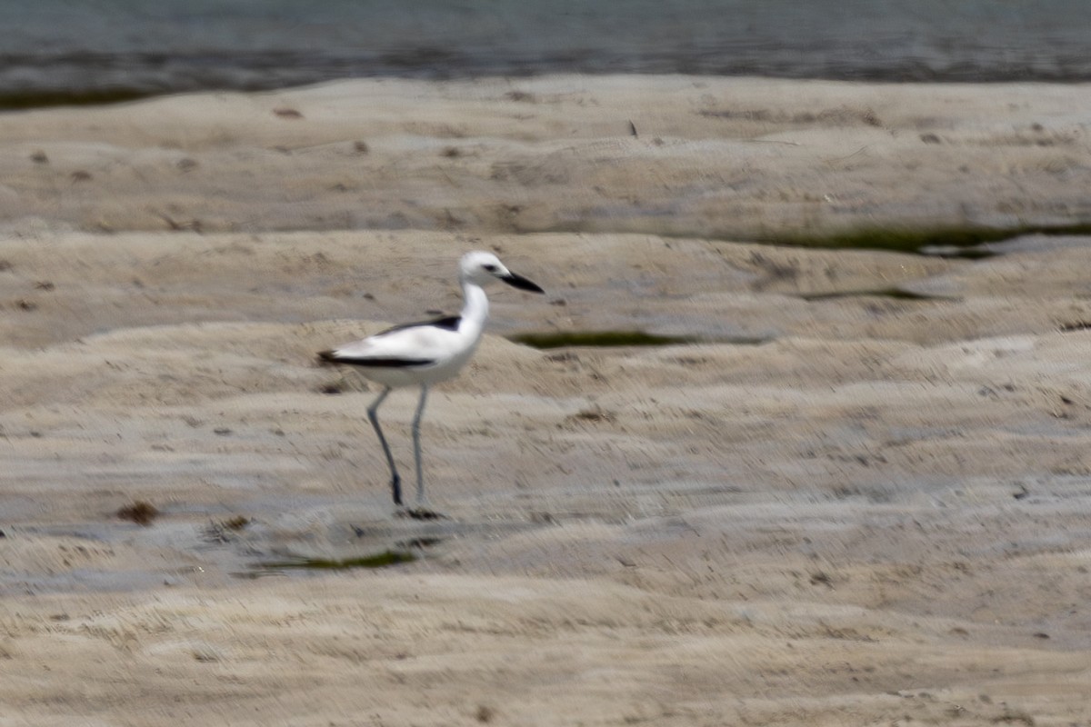 Crab-Plover - ML644270465