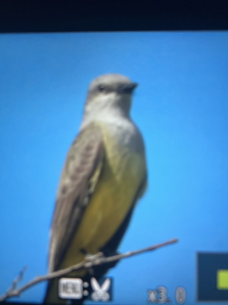 Western Kingbird - ML644270466