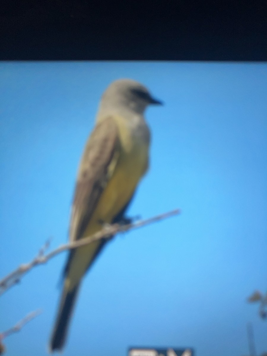 Western Kingbird - ML644270467