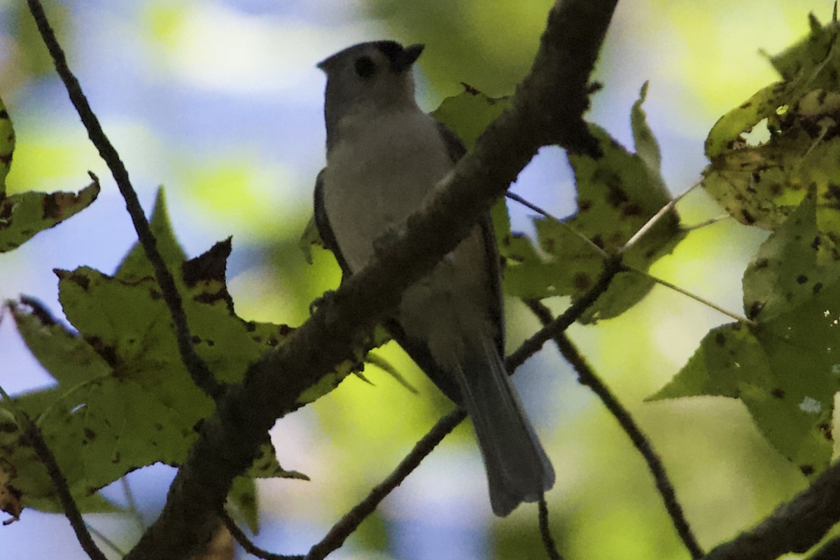 Tufted Titmouse - ML644270468