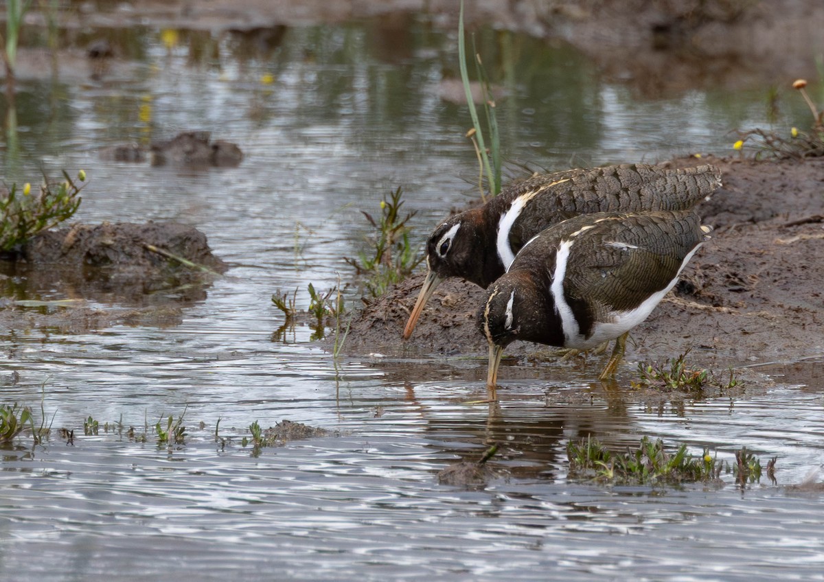 Australian Painted-Snipe - ML644270471