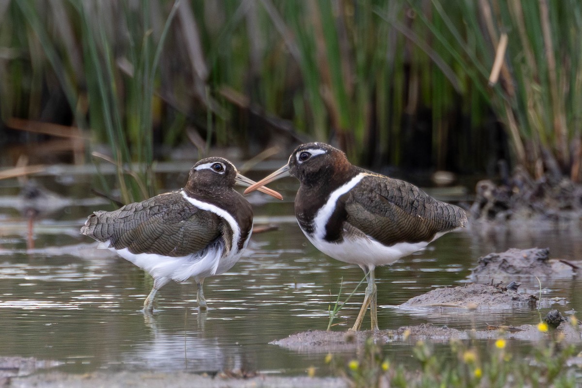 Australian Painted-Snipe - ML644270475