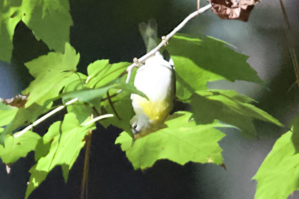 Очковая древесница - ML644270483