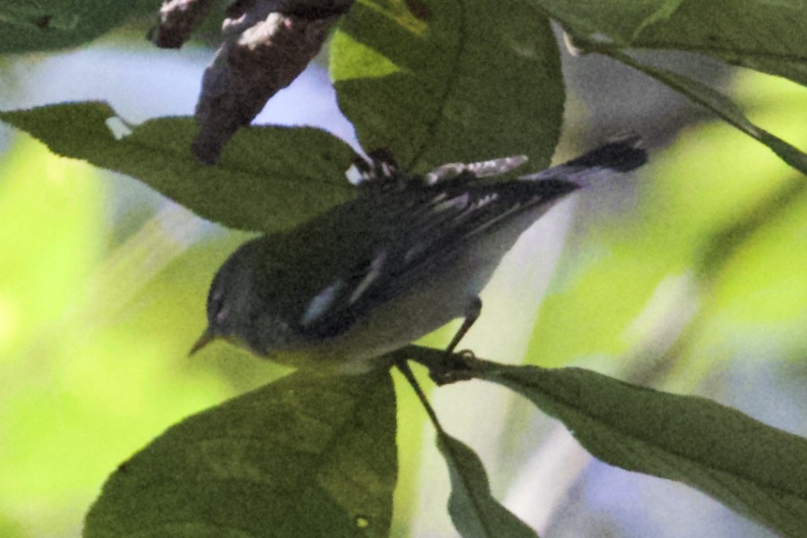 Очковая древесница - ML644270484