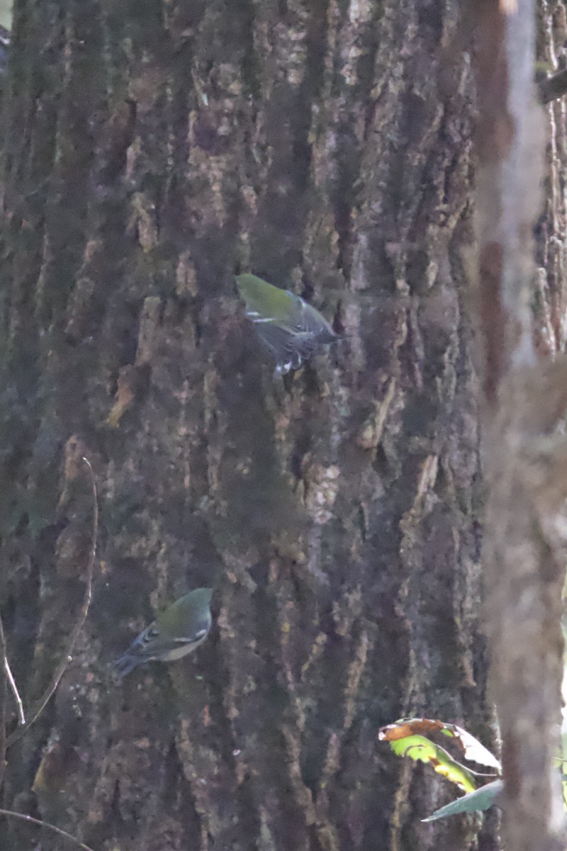 Очковая древесница - ML644270485