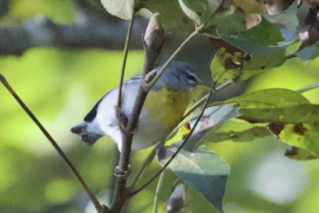 Очковая древесница - ML644270486