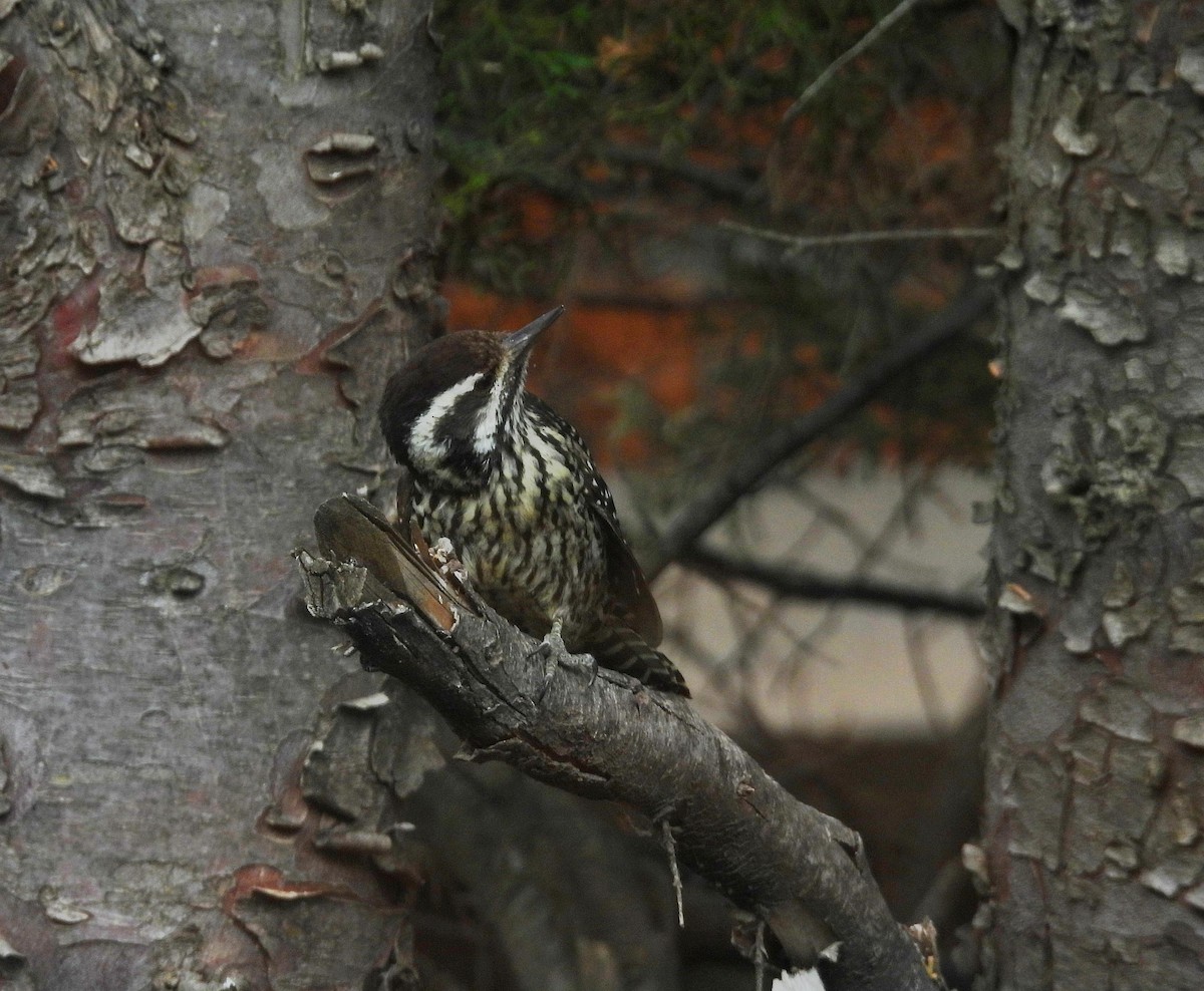 Striped Woodpecker - ML644270504