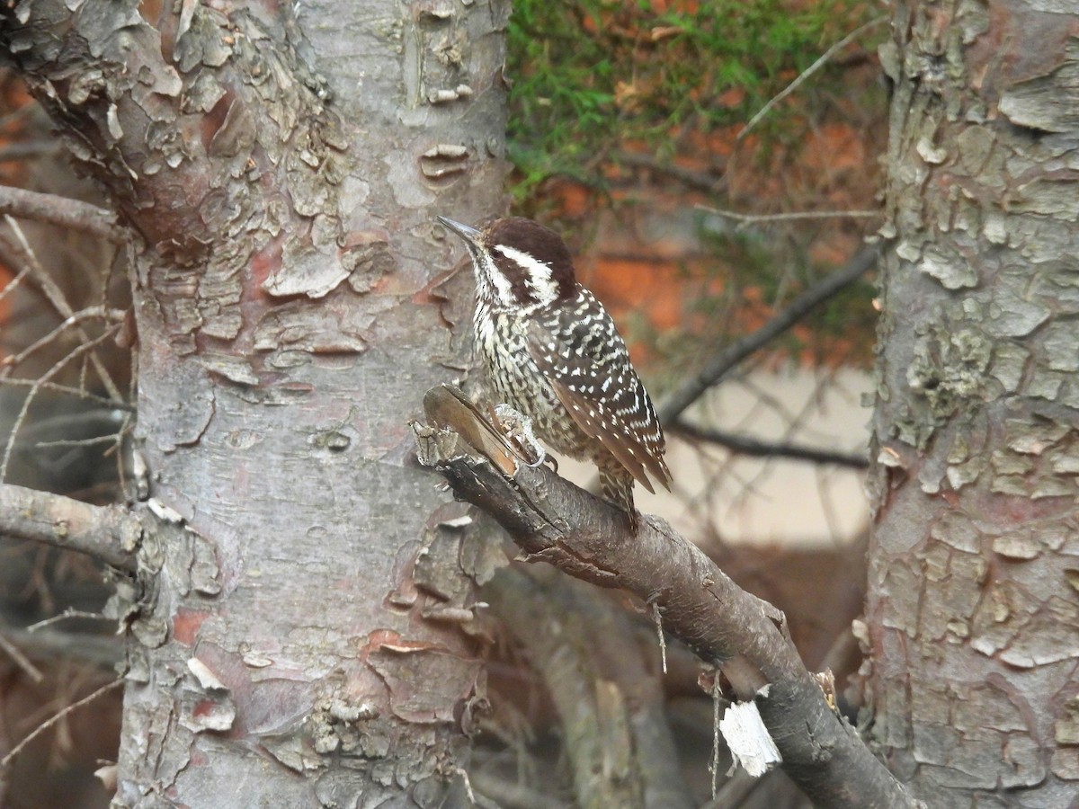 Striped Woodpecker - ML644270505