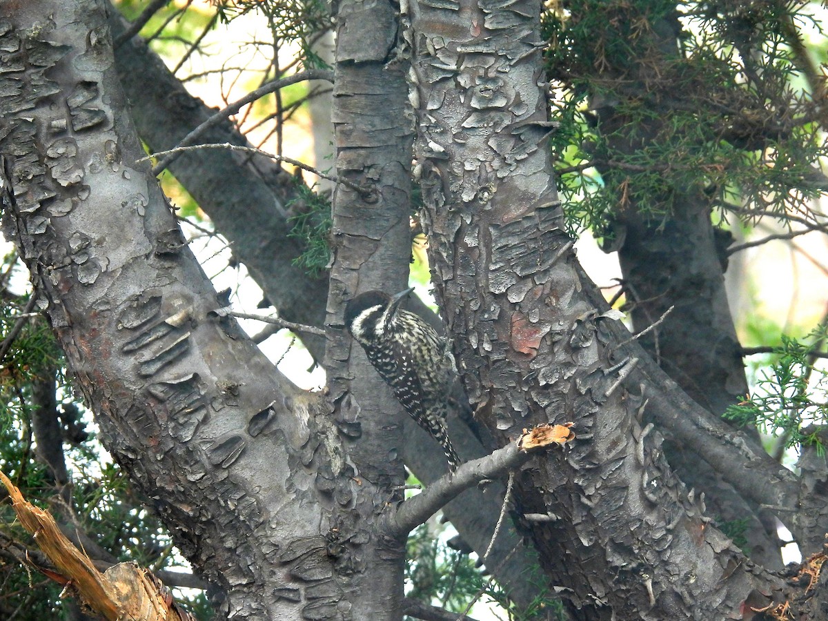 Striped Woodpecker - ML644270506