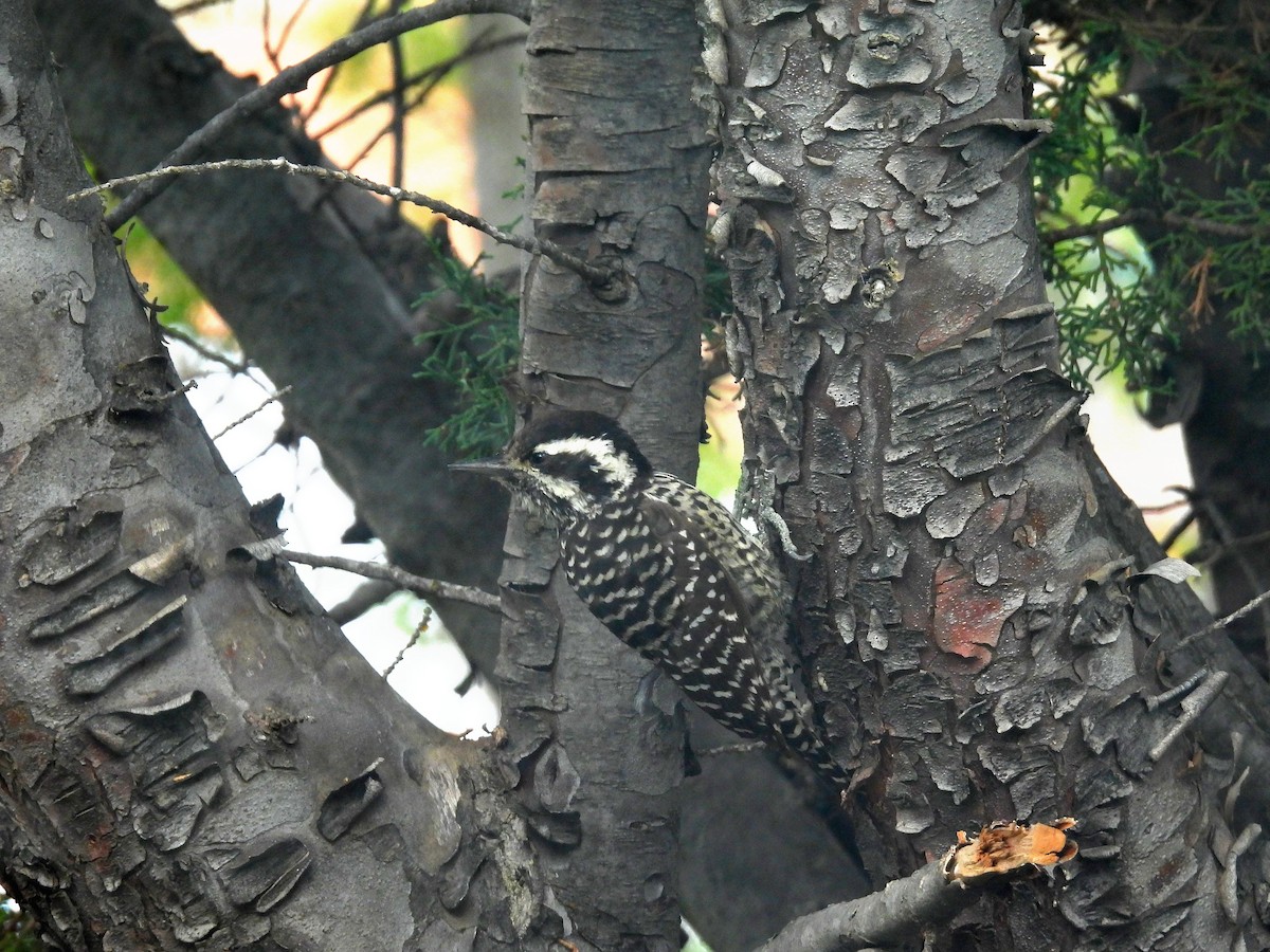 Striped Woodpecker - ML644270507