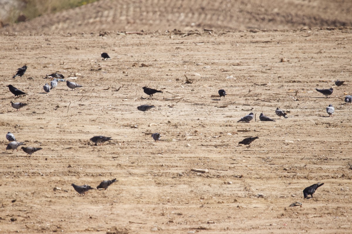 Rock Pigeon (Feral Pigeon) - ML644270520