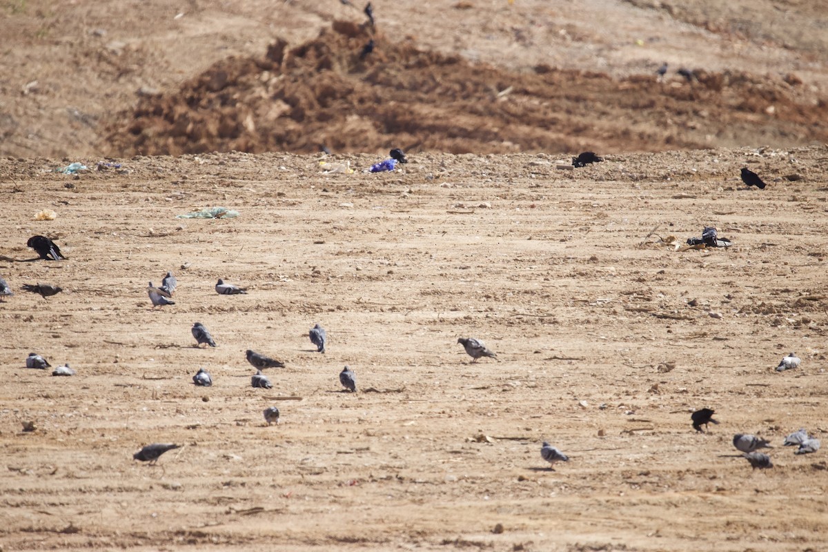 Rock Pigeon (Feral Pigeon) - ML644270521