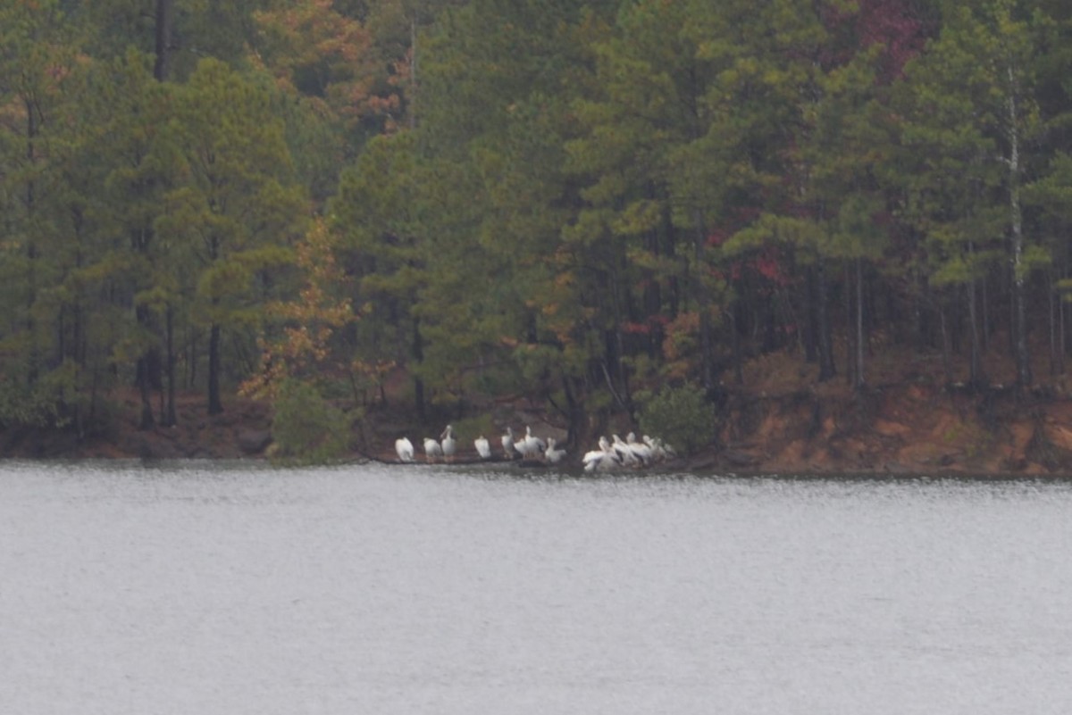 American White Pelican - ML644270523