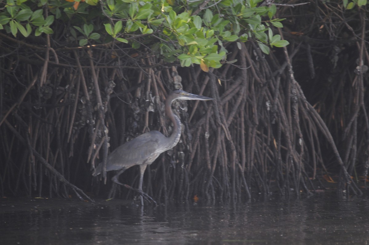 goliathegre - ML644270527