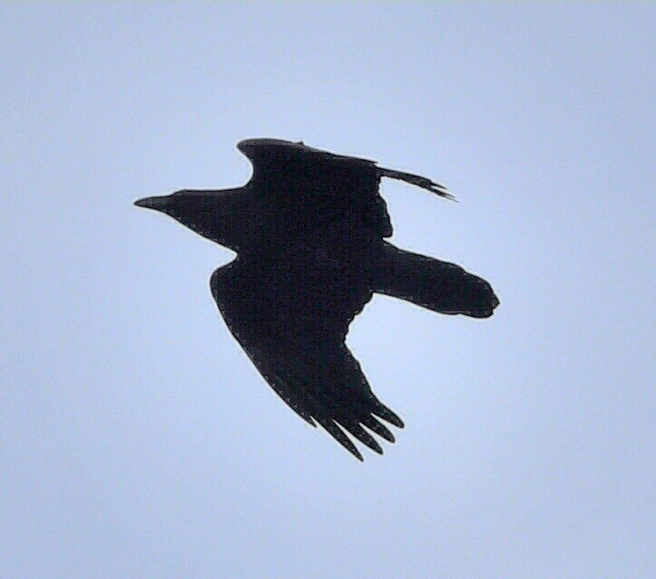 Cuervo Grande - ML644270528