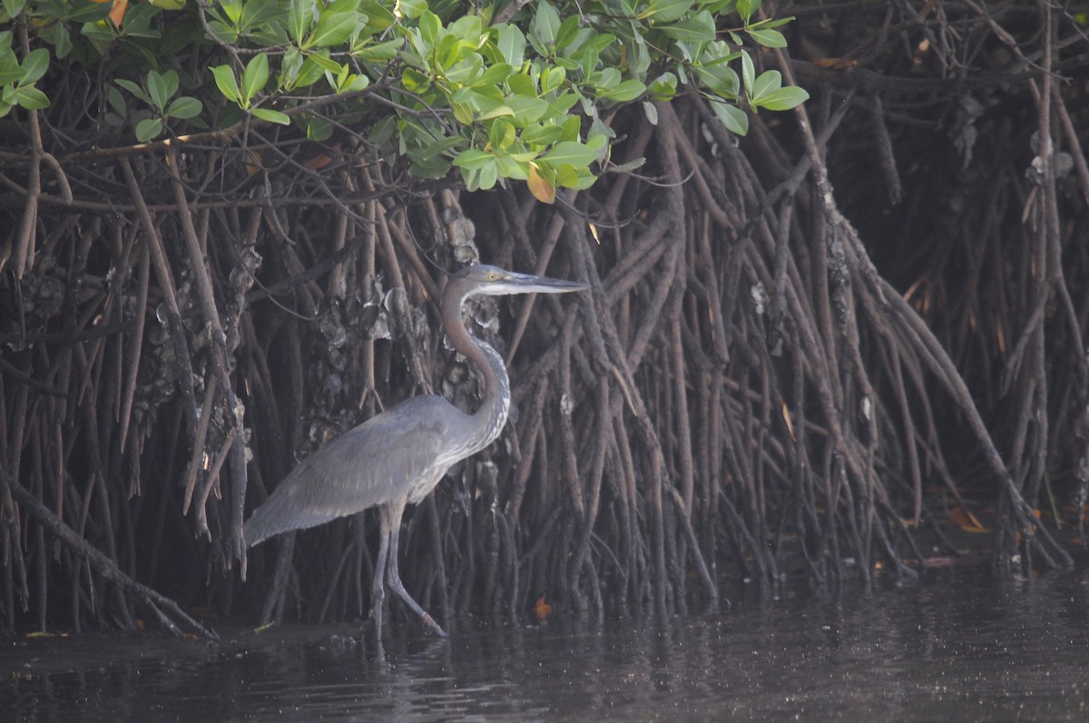 goliathegre - ML644270529