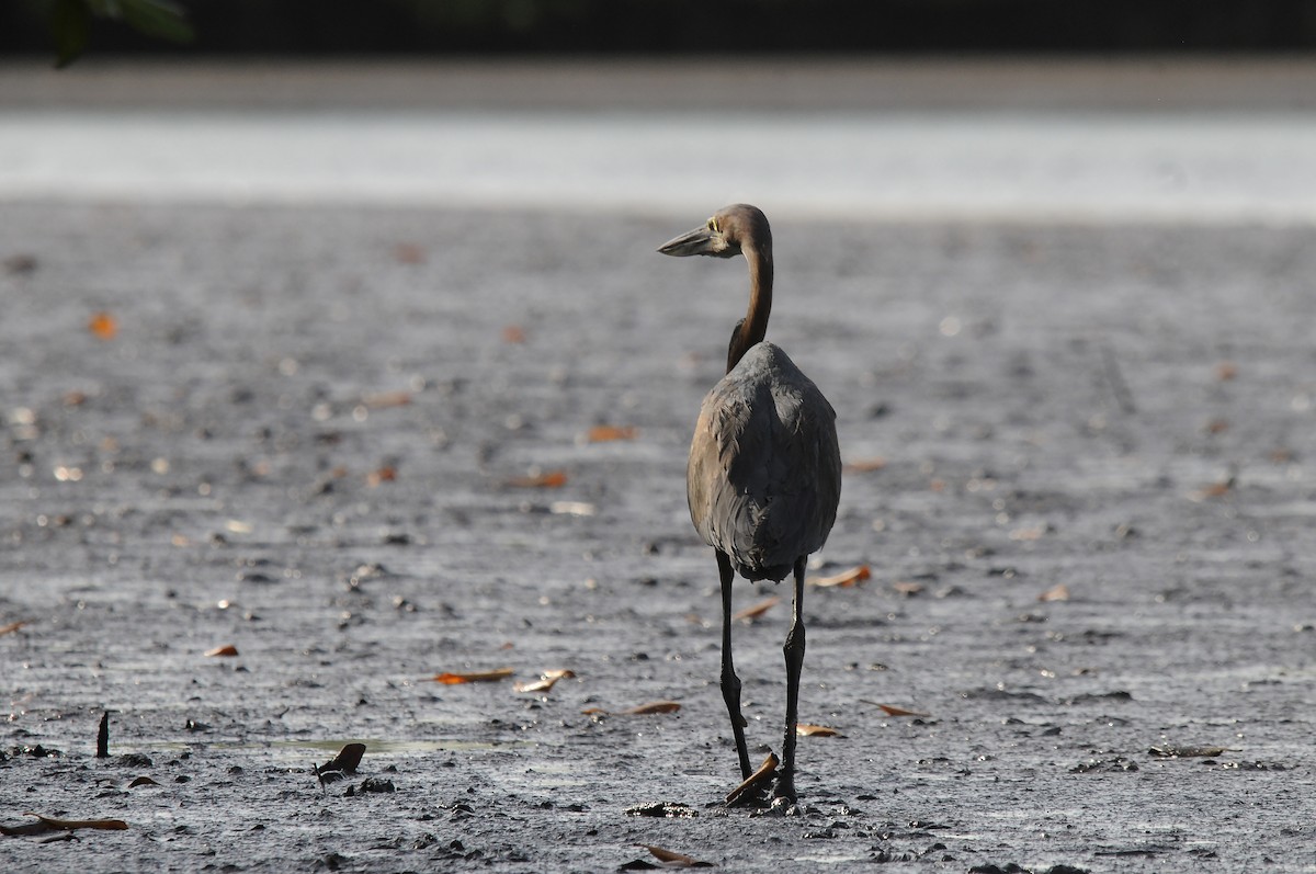 goliathegre - ML644270530