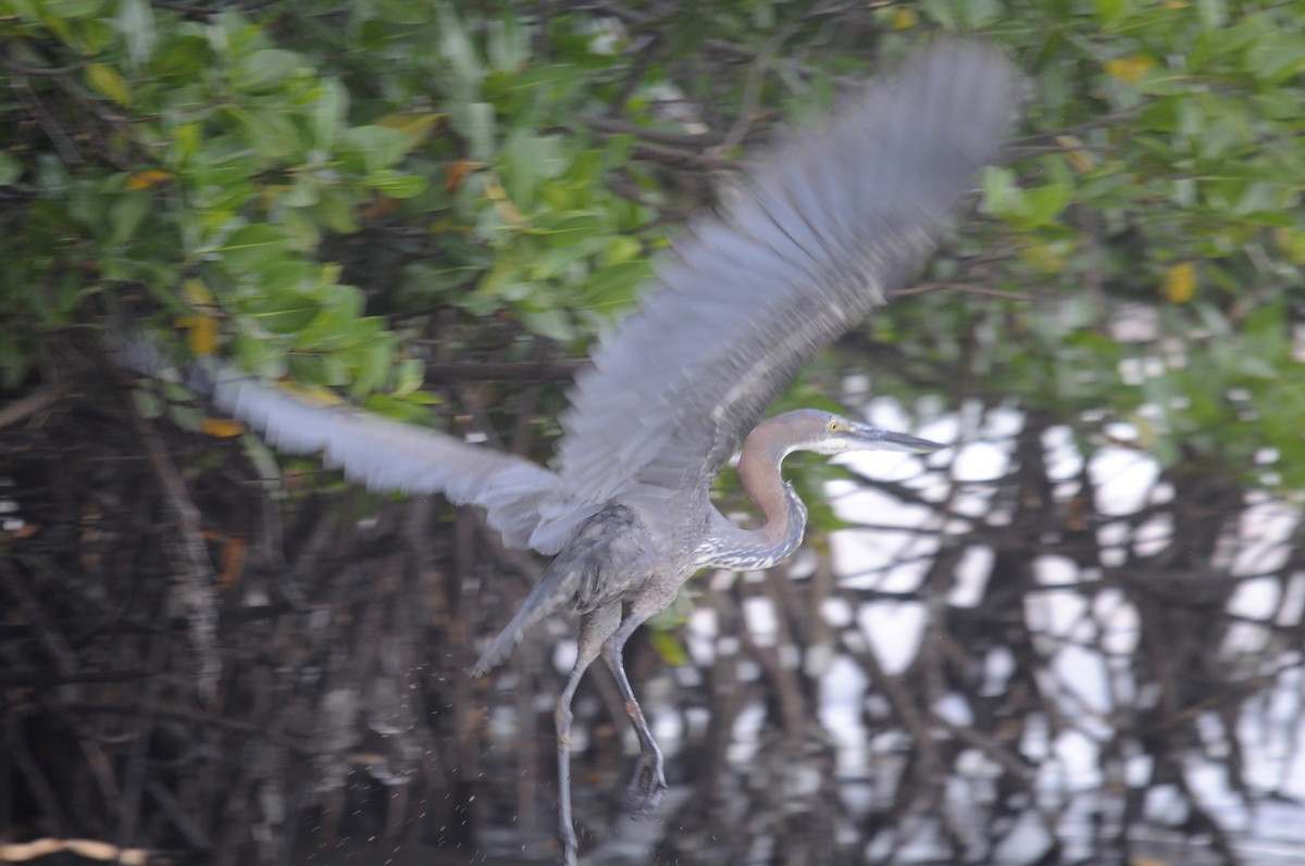 goliathegre - ML644270531