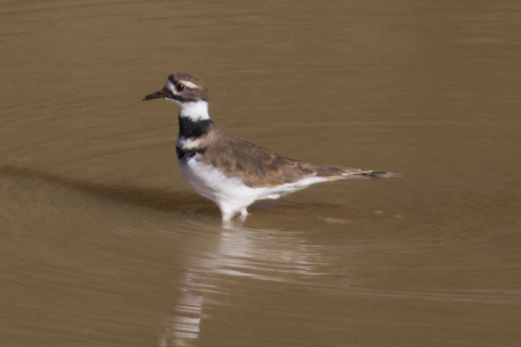 Killdeer - ML644270534
