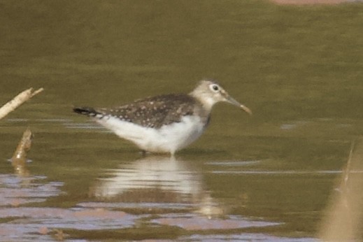Solitary Sandpiper - ML644270537