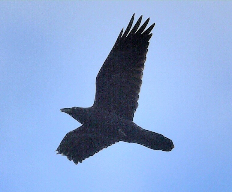 Cuervo Grande - ML644270538