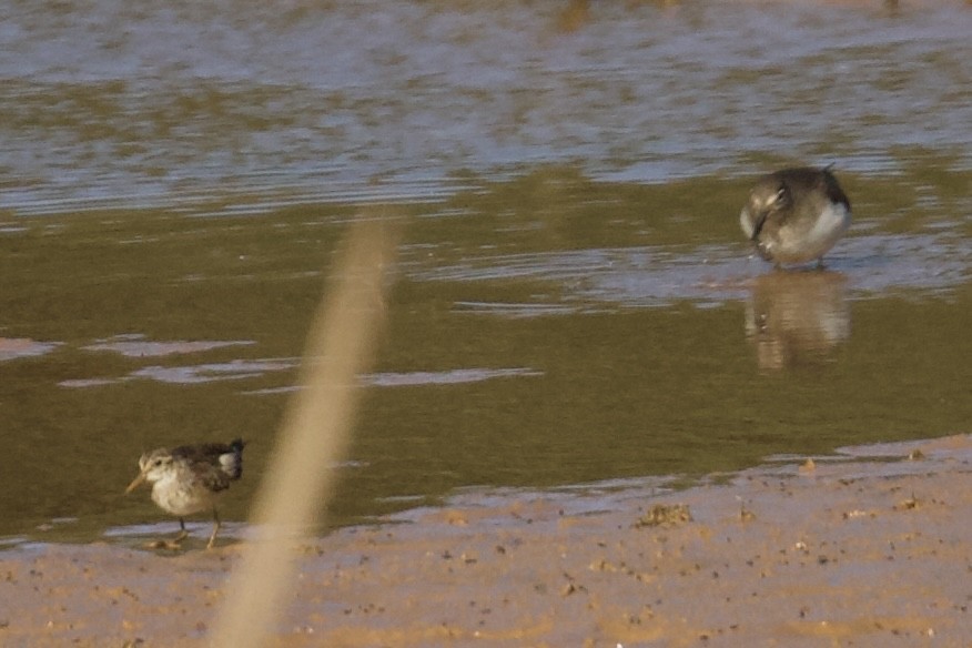 Least Sandpiper - ML644270541