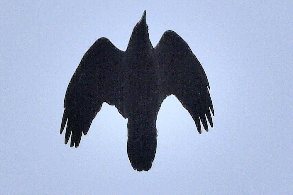 Cuervo Grande - ML644270543