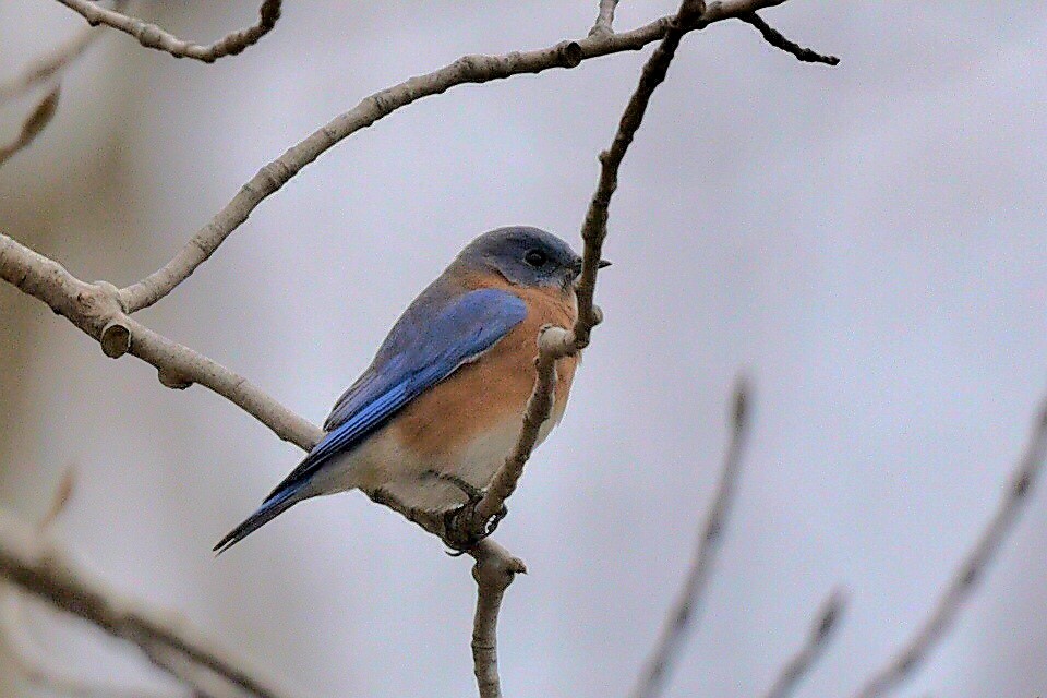 Eastern Bluebird - ML644270549