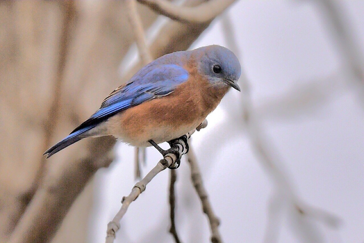 Eastern Bluebird - ML644270550
