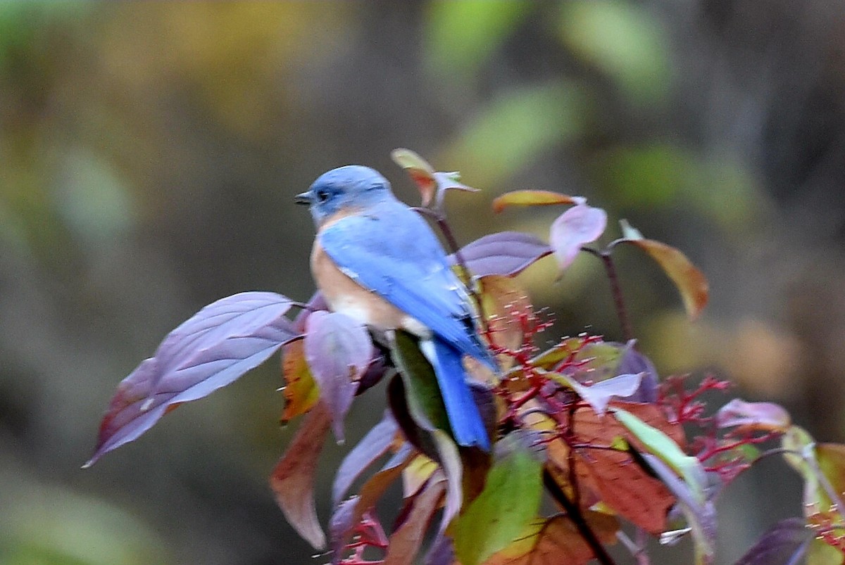Eastern Bluebird - ML644270551