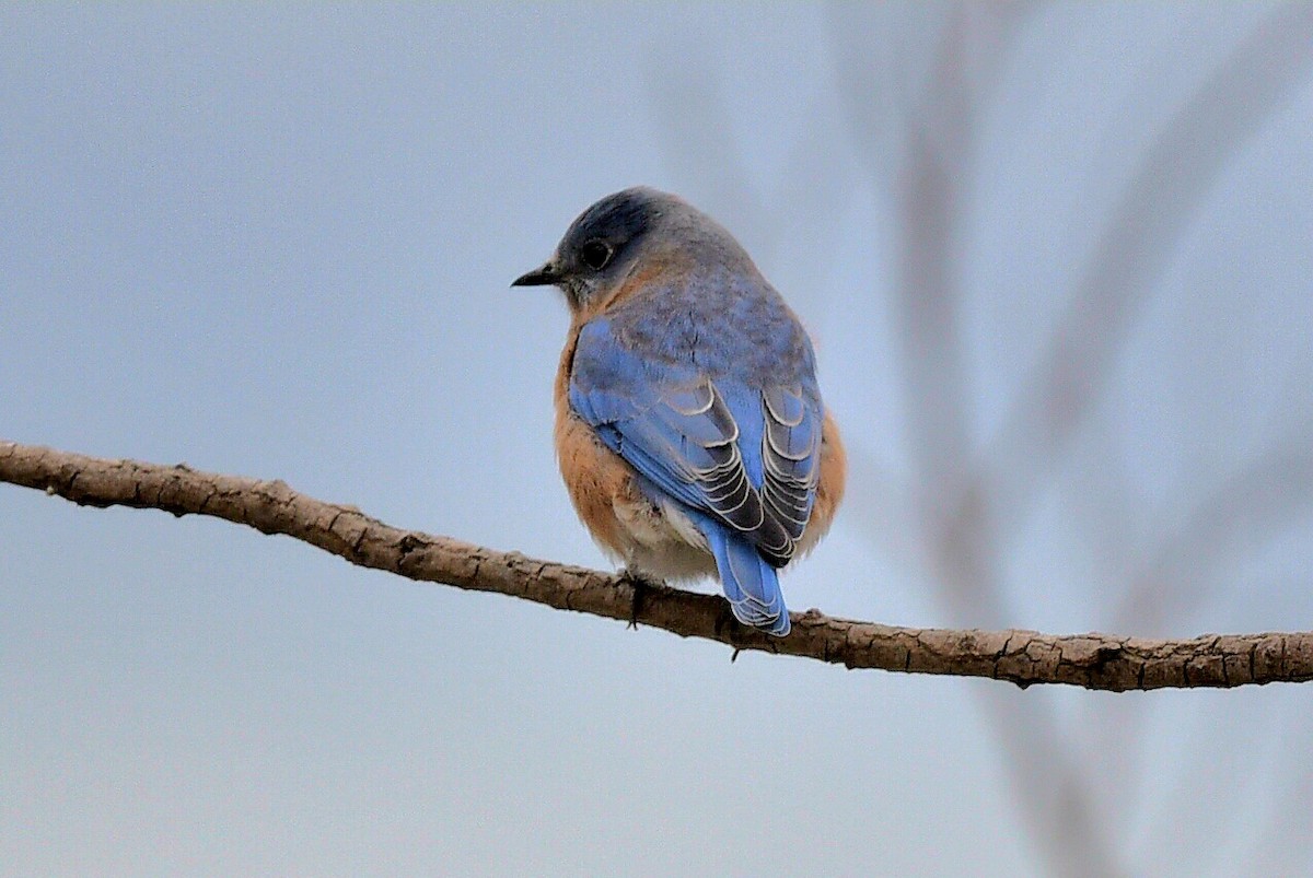 Eastern Bluebird - ML644270552