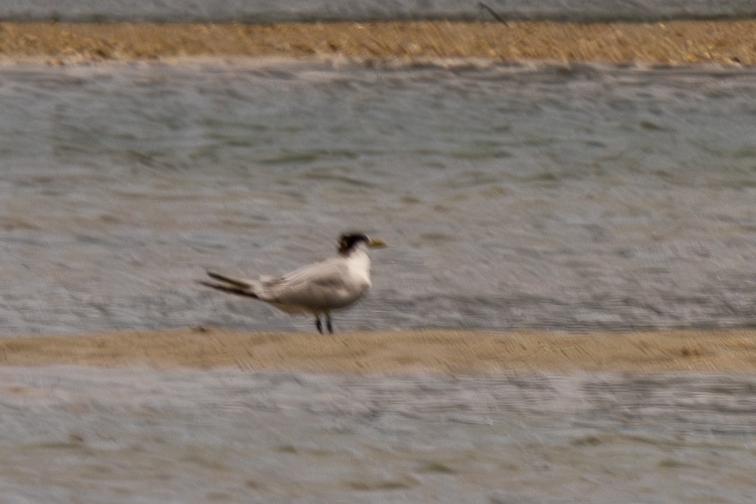 Great Crested Tern - ML644270559