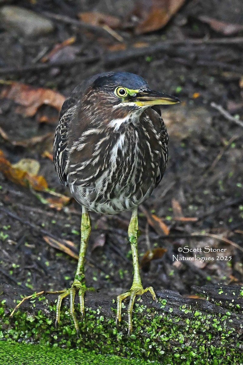 Green Heron - ML644270564